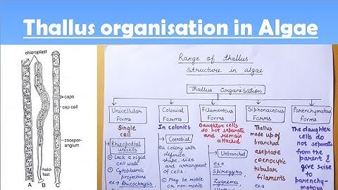 Thallus structure in algae