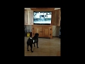 Batman the pug watches cesar milan