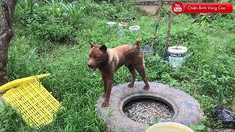 Bản năng chỉ có trên dòng chó Mông Cộc cổ