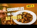 COISAS DO INTERIOR TV #EP 6 COGUMELOS, DA COLHEITA AO PRATO.