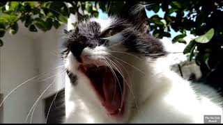 Epic cat yawn