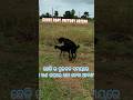 During the Breeding Season of Goats ! ଛେଳି ର ପ୍ରଜନନ ସମୟରେ ! #shorts #ytshorts #shortsfeed #goat