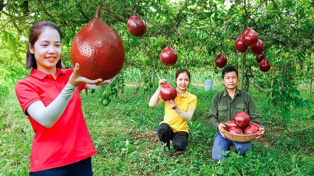 Harvesting Red GAC Fruit — Morning Pick With My Husband | Sweet Couple