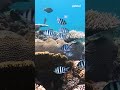 Scientists say the Great Barrier Reef is 'worth fighting for' after shocking report | #yahoonewsau