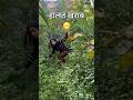 ये मेरा बड़ा वाला Garden है या जंगल😱#minivlog #shorts #gardening #jangle