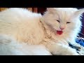 Turkish Angora Cat For Sale Uk