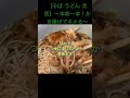 【Real Japanese home cooking! What we eat on a daily basis.】 #shorts