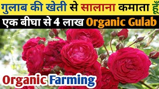 July August Me Gulab Ki Kheti Kaise Kare Barsat Me Gulab Ki Kheti Kaise Kren Awadh Live Kheti