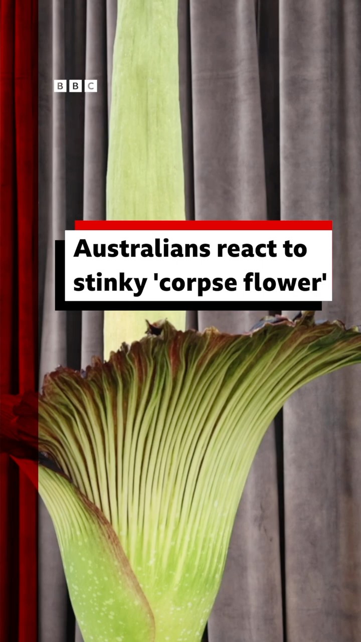Australians react to stinky 'corpse flower'. #Australia #Sydney #Flower #BBCNews