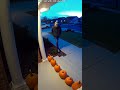 CCTV Captures Moving Pumpkin Prank! Man Freaks Out as Decorations Come Alive | AI Spectrix #shorts