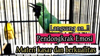 Pancingan Cucak Ijo Bongkar isian Materi Tembakan kasar Cocok Buat Ijo Yg Susah Gacor..!!