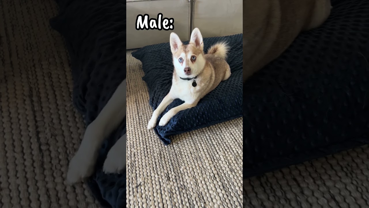 Difference Between Male And Female Dogs When I Cry For Help