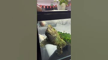 What is this video? #AlligatorSnappingTurtle #BigSnapper #TurtleDiary #Snakehead #shorts