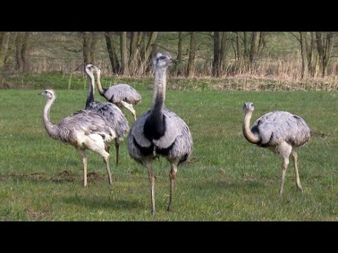 Video: Amerikanischer Strauß. Amerikanischer Strauß Nandu: Foto