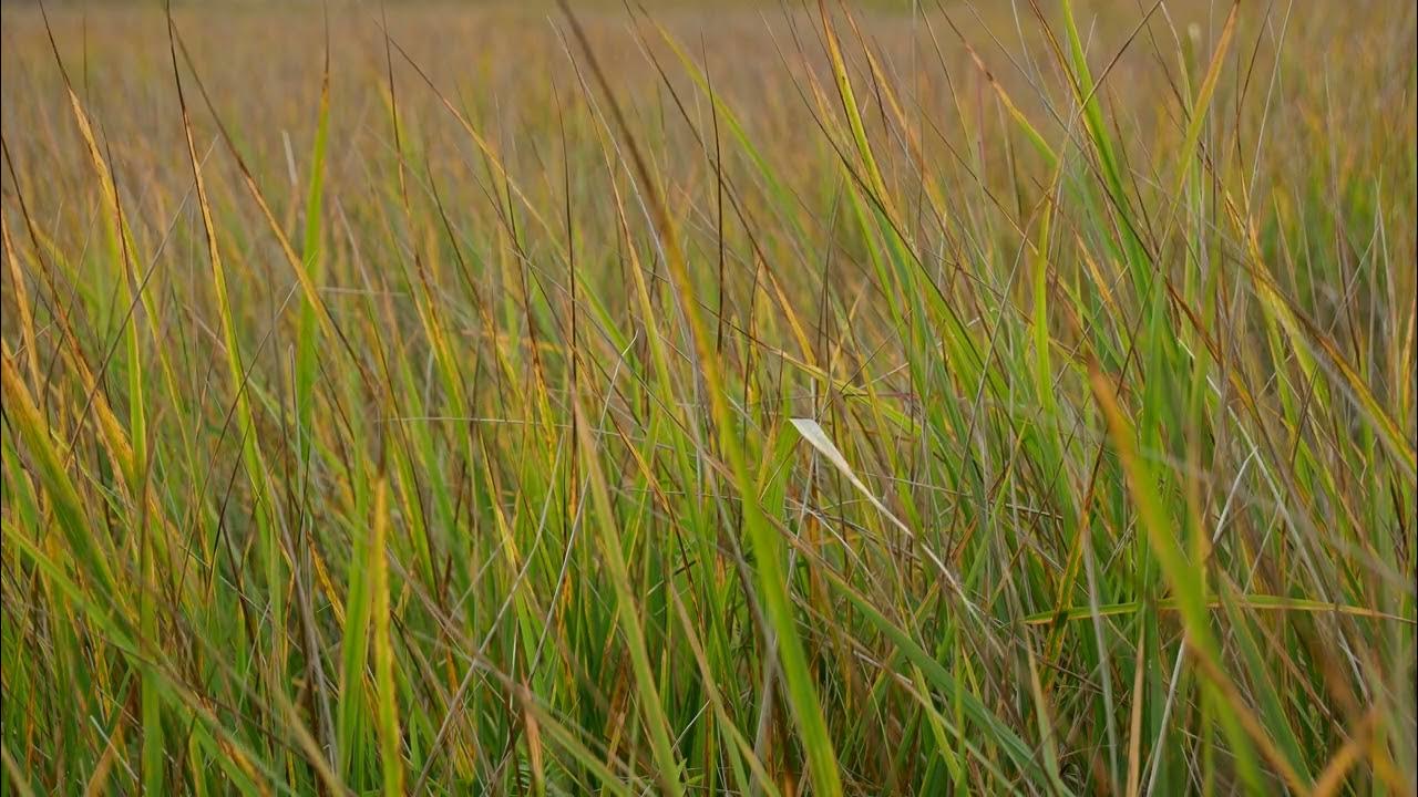 Autumn Grass, Yellow Dry Grass, Cinematic Grass, Nature, Background