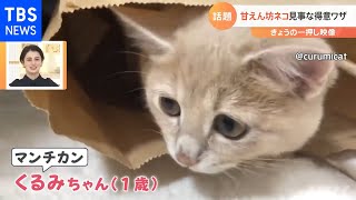 飼い主さん大好き！ネコの得意技