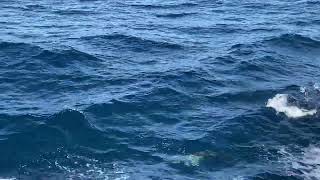 Chapter 9: Dolphins!