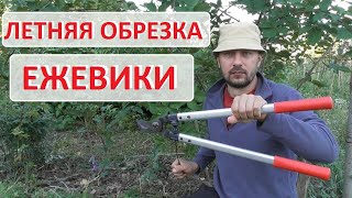 Летняя обрезка ежевики - показываю на конкретном примере. Как это делаю я