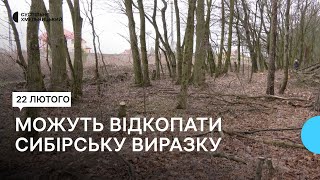 В Лісових Гринівцях власники земельних ділянок біля лісу почали вирубувати дерева