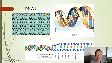 What are the 4 types of nucleotides?