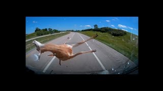 Hitting a deer at 70mph WARNING graphic content!!!!!