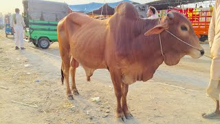 Cow Mandi 2021 || Cattle Market Lahore || Latest Update Lahore Bakra Mandi Shahpur Kanjra 2021