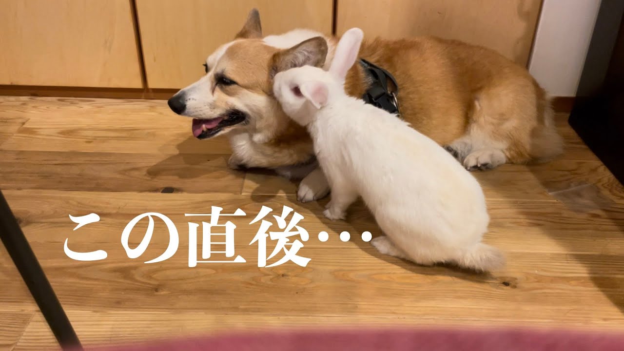 ウサギの過度な愛にとうとうキレるコーギー犬…に…ウサギは…？？cute corgi dog & rabbit bunny