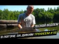 Ловля карпа в жару / Карпфишинг на диком водоеме / В погоне за диким трофеем #18.