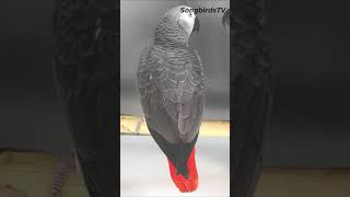 Διάκριση φύλου African Grey shorts