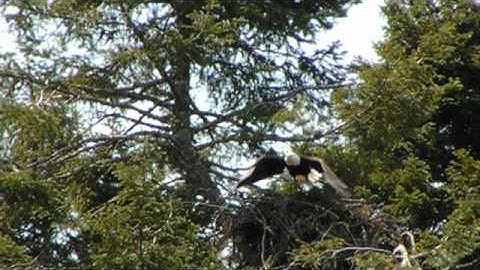 Bald Eagles flying out of there nest, Slow motion .
