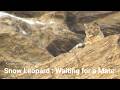 Snow Leopard Waiting for a mate / ユキヒョウの求愛