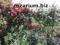 цветение плетистых роз , питомник роз Полины Козловой, rozarium.biz