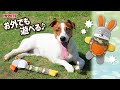 お家でもお外でも遊べるおもちゃ_水遊びもOK！_プレンズー_i_love_pets