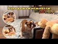 Встреча бульдожьи и большого плюшевого котика // Бульдожьи нежности // милота