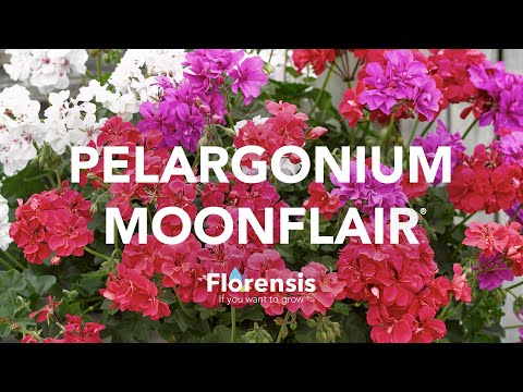 Video: Pelargonium Yang Terkenal. Pertumbuhan