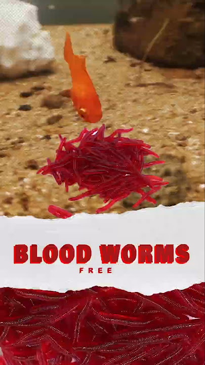 blood worms இதை free-அ உற்பத்தி செய்யலாம்