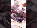 Joe Rogan Finds Out the Truth About Caviar