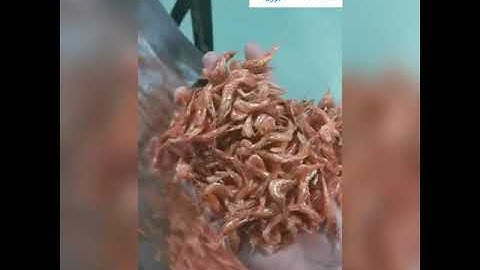 Shrimp Sorting Machine - Origin