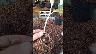 aglonema untuk Pemula. memisahkan anakan dari bonggol