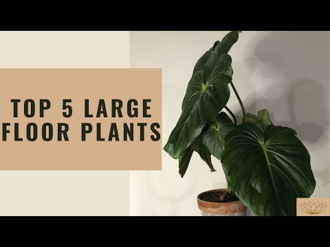 วีดีโอ: คุณสามารถใส่ดินเบาบน houseplants ได้หรือไม่?