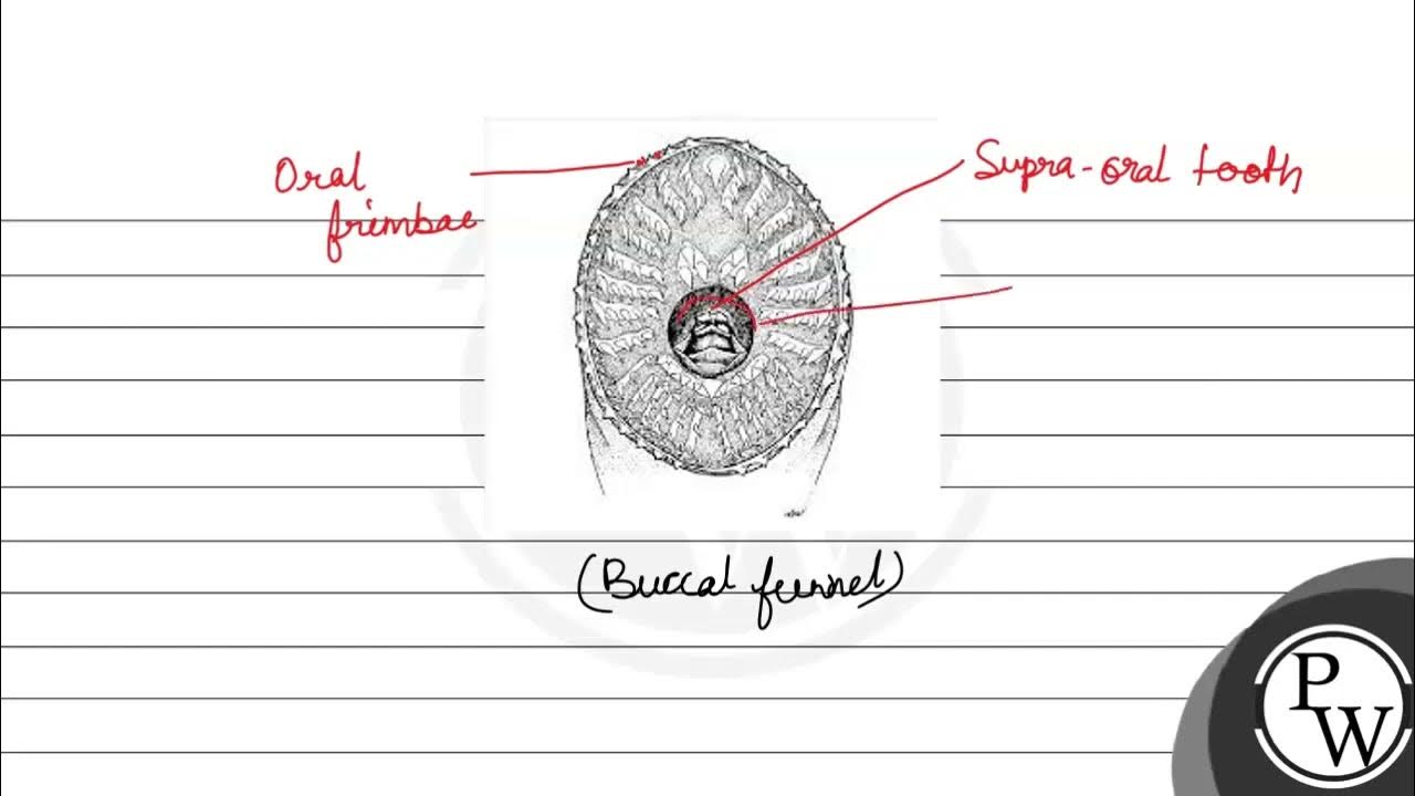 Write note on buccal funnel of Petromyzon. YouTube