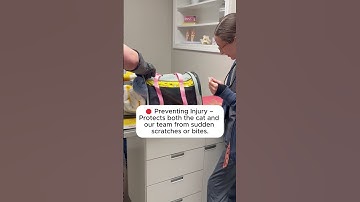 The Art of the Towel Wrap: Safe & Stress-Free Cat Handling! 🐱🩷