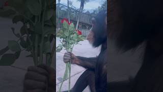 Christmas Roses 🌹 From #Limbani The #Chimpanzee To All Zwf Miami Staff.