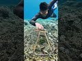 海底に潜る漁師:魚籠に詰まった海の恵み