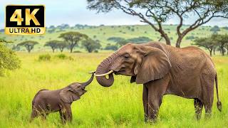 Elephants Animals Collection in 8K TV HDR 60FPS ULTRA HD
