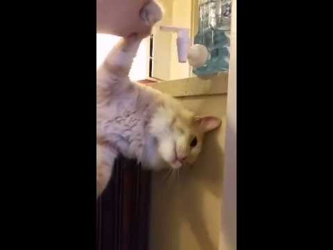 Kitty Drinks From The Water Cooler