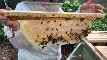 Top Bar Hive Inspection