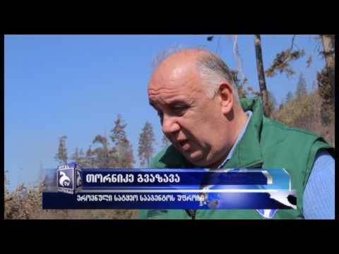 წაღვერში ხანძარი ლიკვიდირებულია - დაიწვა 2 ჰექტრამდე ტყის მასივი