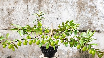 Wow! Amazing - Unique Skill Propagation Guava Tree Grow Fast With aloe vera
