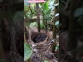 Bird Nest with babies in my areca garden. #viral #shorts